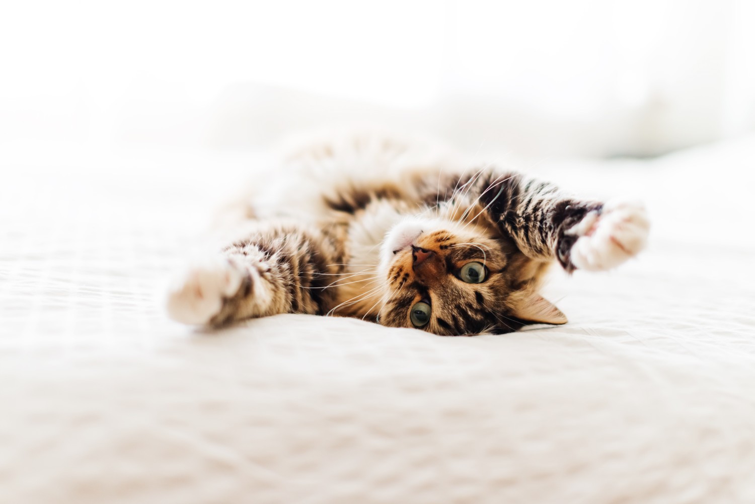 Cat stretching under blankets