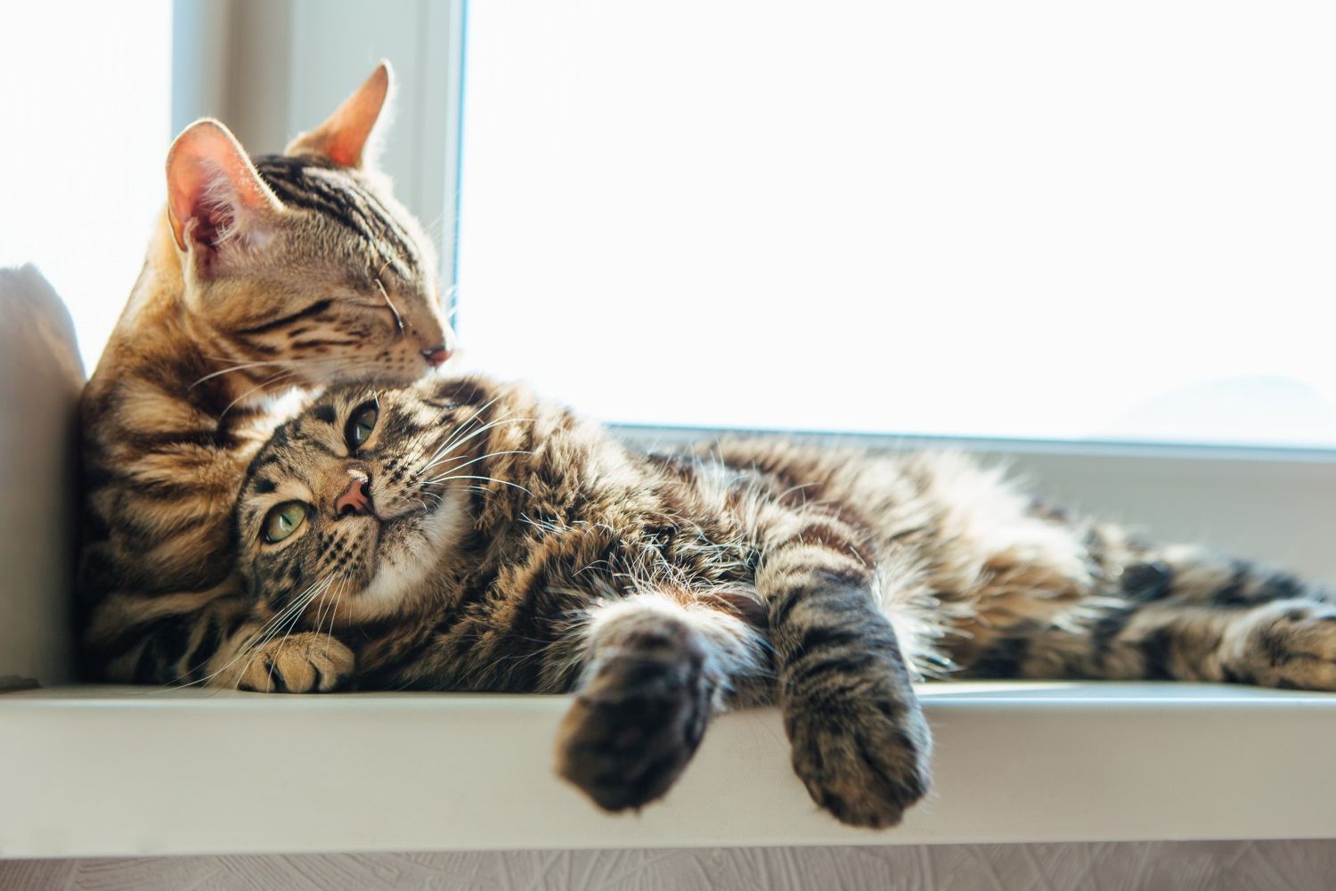 Cat laying in woman's arms