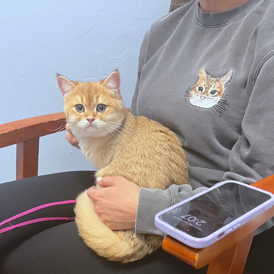 A cat sitting on owner's lap