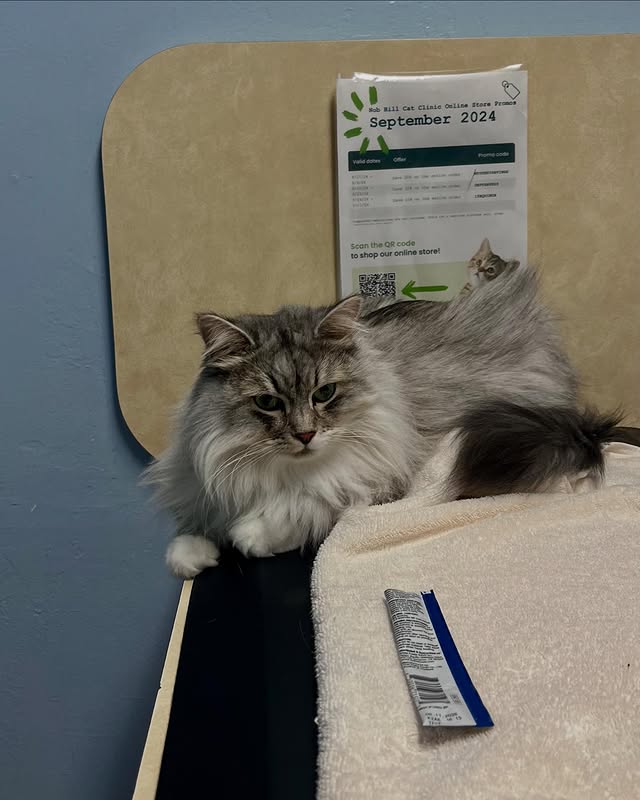 A fluffy, long-haired cat resting on the table