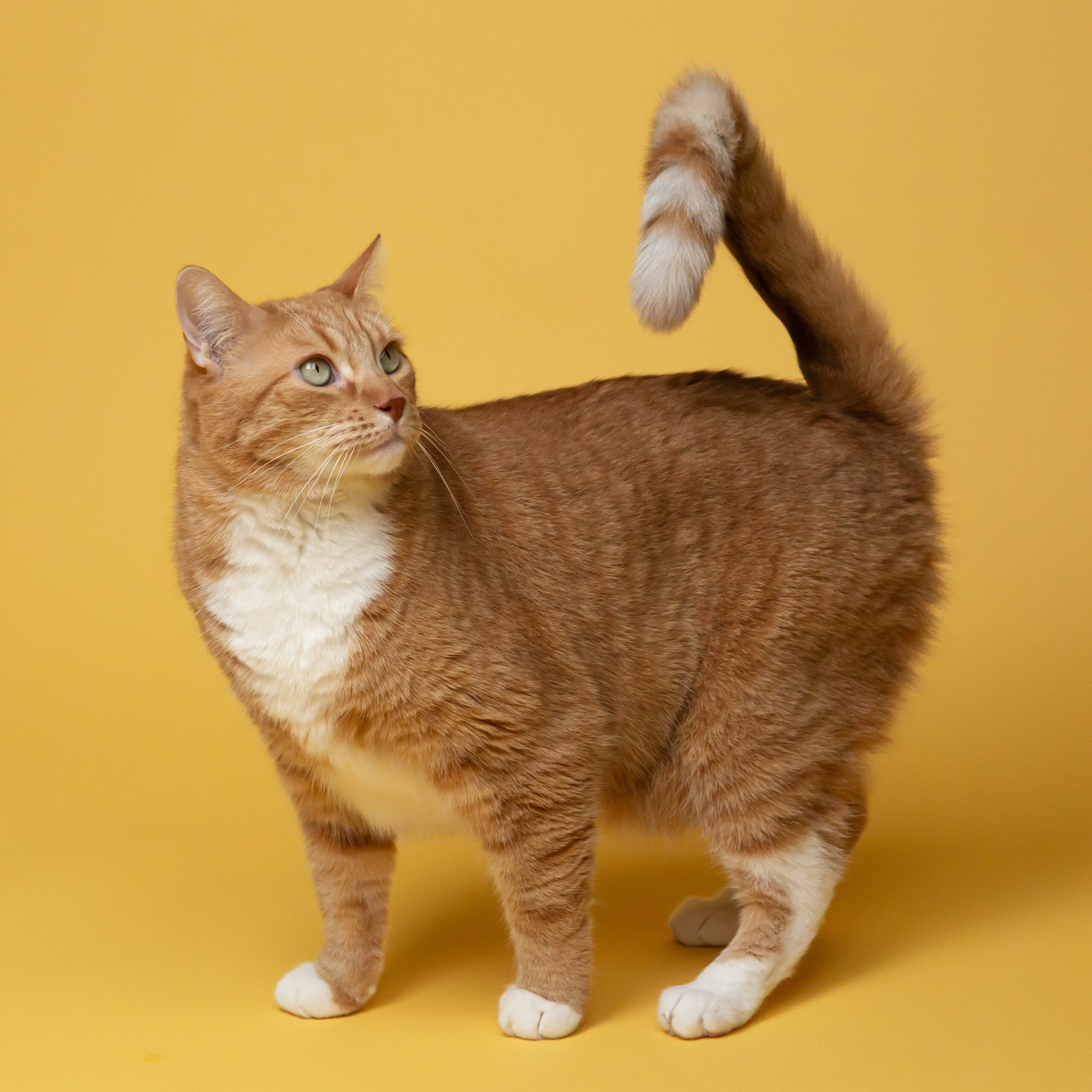 a cat wearing a collar looking up at the vet clinic